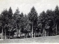 124 La pineta di Costebelle 1948